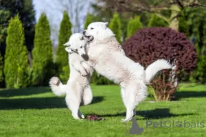 Photo №4. Je vais vendre malamute de l'alaska en ville de Реда. de la fourrière - prix - 1000€