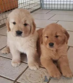 Photo №1. golden retriever - à vendre en ville de Volgograd | 300€ | Annonce №105498