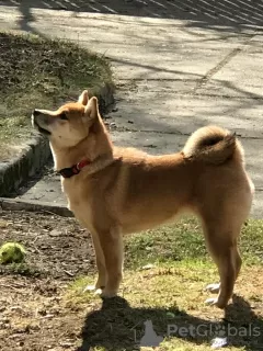 Photos supplémentaires: CHIOTS SHIBA INU