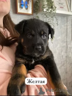 Photo №2 de l'annonce № 97087 de la vente rottweiler - acheter à Fédération de Russie annonce privée