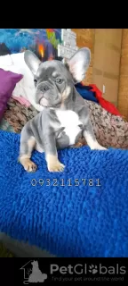 Photo №1. bouledogue - à vendre en ville de Kiev | 1300€ | Annonce №38329