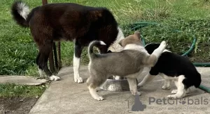 Photos supplémentaires: Chiots croisés Laika de Sibérie occidentale