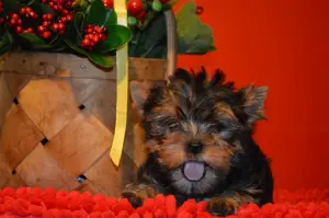 Photo №3. Chiot Yorkshire terrier à vendre. Fédération de Russie