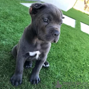 Photo №2 de l'annonce № 24950 de la vente cane corso - acheter à Italie de la fourrière