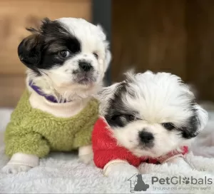 Photos supplémentaires: Chiots Pékinois à vendre