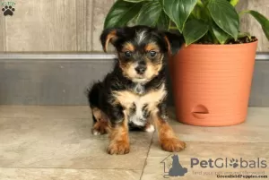 Photo №2 de l'annonce № 63838 de la vente yorkshire terrier - acheter à Allemagne 