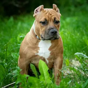 Photo №1. american bully - à vendre en ville de Saint-Pétersbourg | 1137€ | Annonce №2942