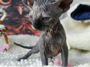 Photo №4. Je vais vendre sphynx en ville de Nizhny Novgorod. annonce privée - prix - 358€