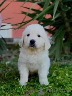 Photos supplémentaires: Chiots Golden Retriever