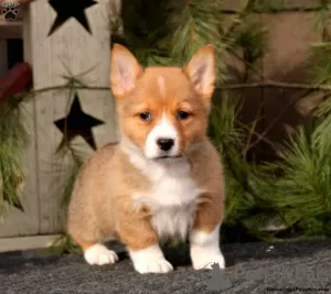 Photo №1. welsh corgi - à vendre en ville de Lindos | 540€ | Annonce №63550