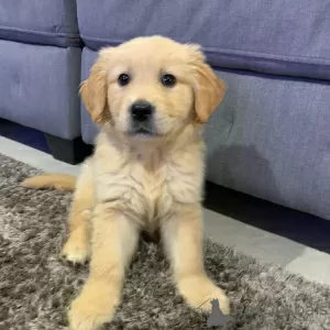 Photo №1. golden retriever - à vendre en ville de Cheb | 300€ | Annonce №123714