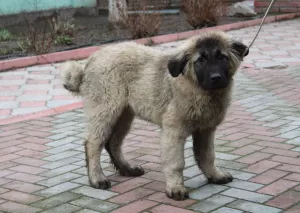 Photo №3. Chiens de berger du Caucase, chiots de 2 mois, avec métrique KSU / FCI. Ukraine