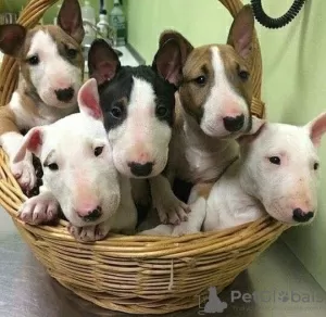 Photo №1. bull terrier - à vendre en ville de Orleans | 425€ | Annonce №129538