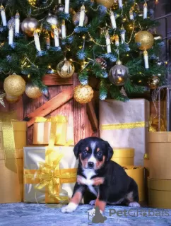 Photos supplémentaires: Chiots Entlebucher Sennenhund (5 garçons et 1 fille). Les chiots sont nés le