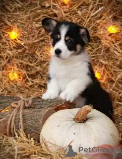 Photo №1. welsh corgi - à vendre en ville de Volgodonsk | négocié | Annonce №86682