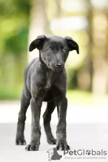 Photo №1. chien bâtard - à vendre en ville de Истра | Gratuit | Annonce №8004