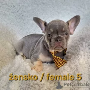 Photos supplémentaires: Chiot bouledogue français, exotique