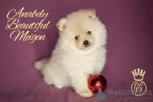 Photos supplémentaires: Petits chiots Spitz allemands