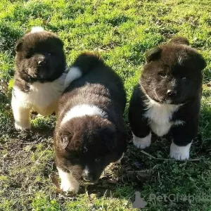 Photo №1. akita (chien) - à vendre en ville de Vienna | négocié | Annonce №75408