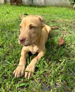 Photo №2 de l'annonce № 118971 de la vente american pit bull terrier - acheter à Georgia annonce privée, éleveur