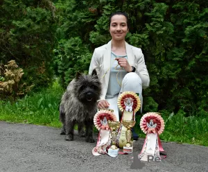 Photo №4. Je vais vendre cairn terrier en ville de Brașov. éleveur - prix - 1000€