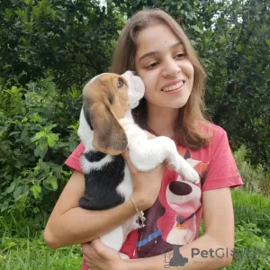 Photo №4. Je vais vendre beagle en ville de Düsseldorf. annonce privée - prix - 422€