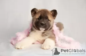 Photo №4. Je vais vendre akita américain en ville de Казахстан. éleveur - prix - 600€