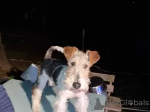 Photo №1. fox-terrier à poil dur - à vendre en ville de Vienna | 300€ | Annonce №75994