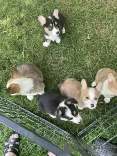 Photo №3. Chiots Welsh Corgi Pembroke à vendre. Allemagne