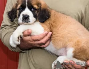 Photo №1. saint-bernard - à vendre en ville de Rust | négocié | Annonce №103099