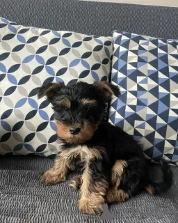 Photo №2 de l'annonce № 74200 de la vente yorkshire terrier - acheter à Allemagne annonce privée