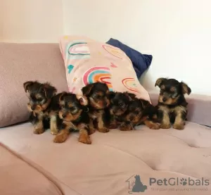 Photo №1. yorkshire terrier - à vendre en ville de Эшенбах | négocié | Annonce №43045