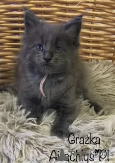 Photo №1. maine coon - à vendre en ville de Miękinia | 200€ | Annonce № 40054