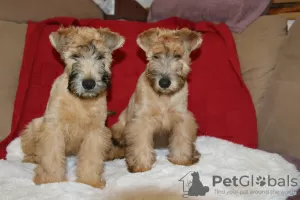 Photo №2 de l'annonce № 86262 de la vente terrier irlandais à poil doux - acheter à Estonie de la fourrière