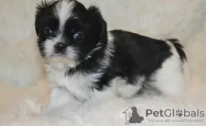 Photo №1. shih tzu - à vendre en ville de Gelsenkirchen | Gratuit | Annonce №101851