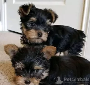 Photo №2 de l'annonce № 80049 de la vente yorkshire terrier - acheter à Australie annonce privée