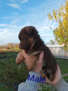 Photo №2 de l'annonce № 79239 de la vente berger allemand - acheter à Serbie éleveur