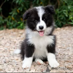 Photo №3. Chiots Border Collie. Allemagne