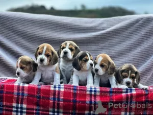 Photo №1. beagle - à vendre en ville de Berlin | 350€ | Annonce №58263