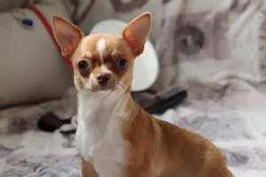 Photo №1. chihuahua - à vendre en ville de Minsk | 208€ | Annonce №6080