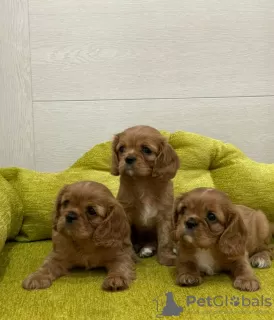 Photo №1. cavalier king charles spaniel - à vendre en ville de Bruxelles | 380€ | Annonce №94269