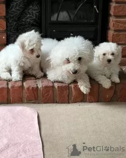 Photo №2 de l'annonce № 36099 de la vente bichon à poil frisé - acheter à Lituanie annonce privée