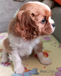 Photo №2 de l'annonce № 69410 de la vente cavalier king charles spaniel - acheter à Fédération de Russie éleveur