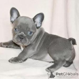 Photo №1. bouledogue - à vendre en ville de Newcastle upon Tyne | 360€ | Annonce №125625