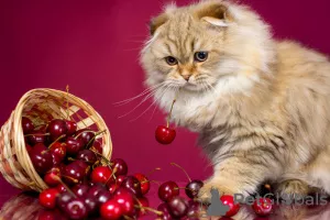 Photo №1. scottish fold - à vendre en ville de Saint-Pétersbourg | 393€ | Annonce № 7554