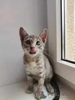 Photos supplémentaires: L'adorable bébé Suri est à la recherche d'un foyer.