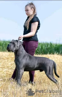 Photo №3. Chiots Cane Corso. Serbie