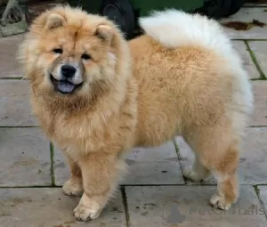 Photo №3. chiots chow chow à adopter. Allemagne