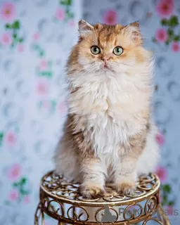 Photo №1. british longhair - à vendre en ville de Брюк | 1000€ | Annonce № 79245