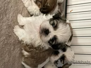 Photo №3. Superbe portée de chiots Shih Tzu. Allemagne